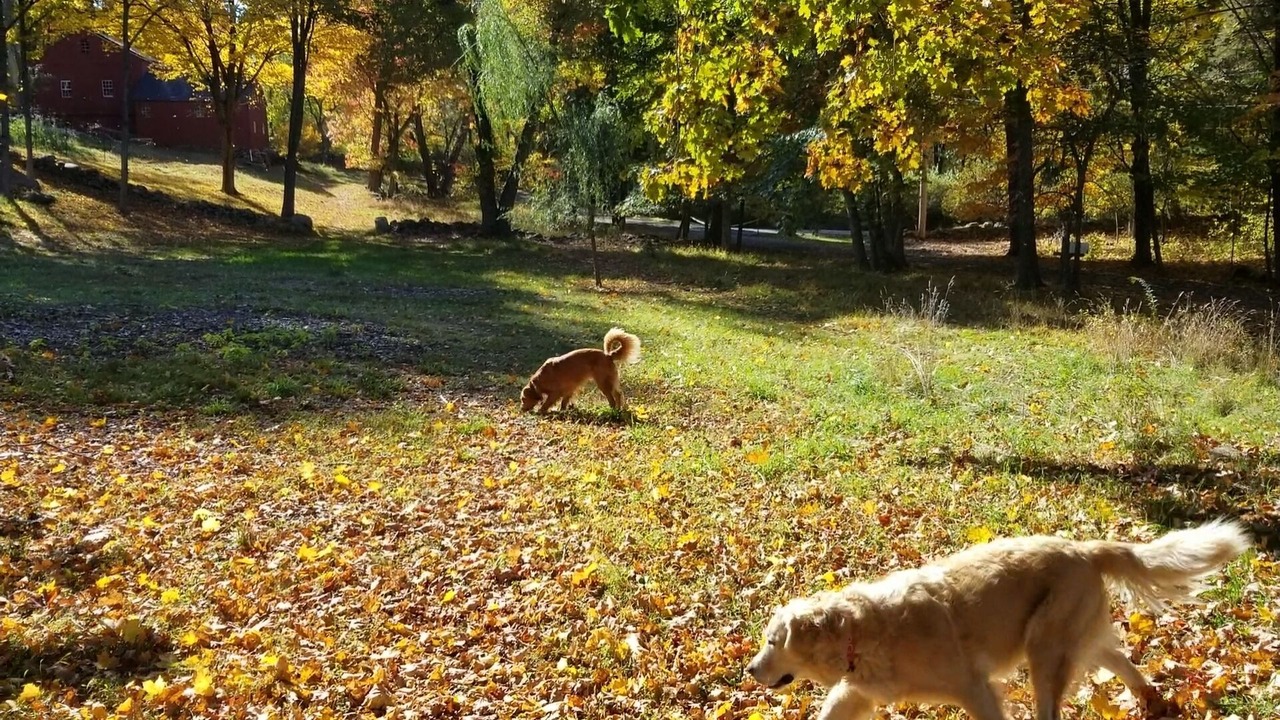 Photo of Outdoor in Pound Ridge