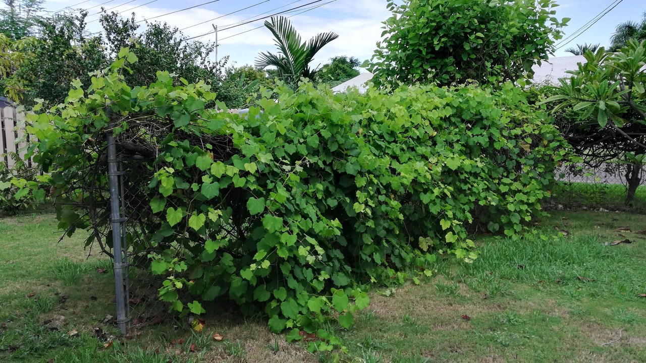 Photo of Others in Nassau