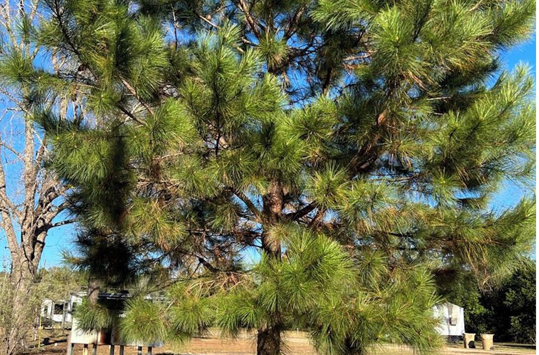 Photo of Outdoor in Selma