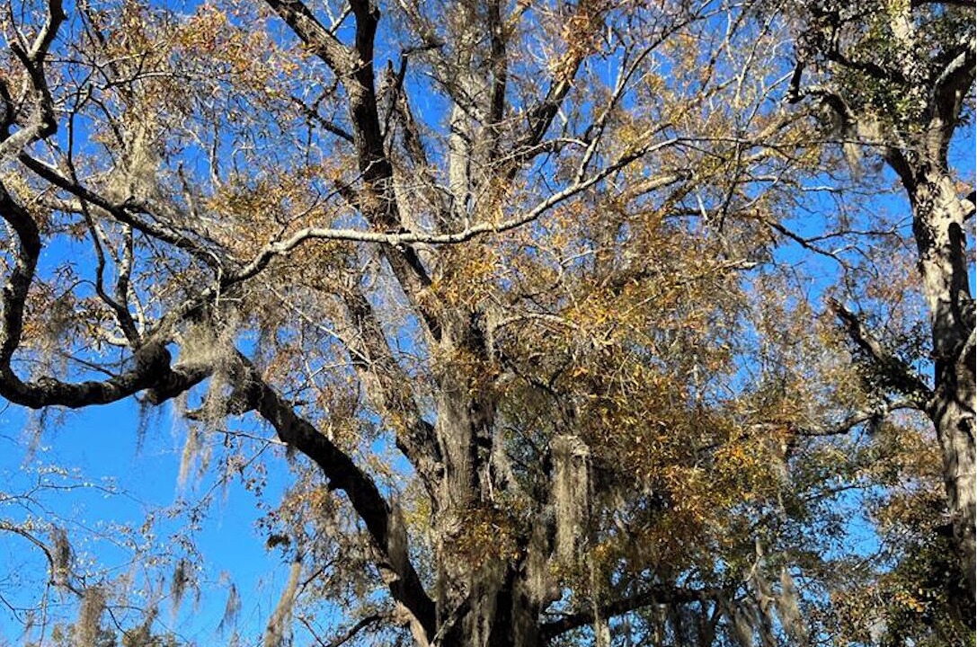 Photo of Outdoor in Selma