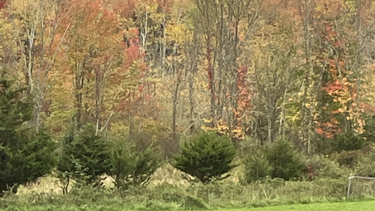 Photo of Outdoor in Walden