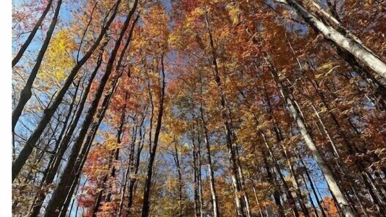 Photo of Outdoor in Black Creek