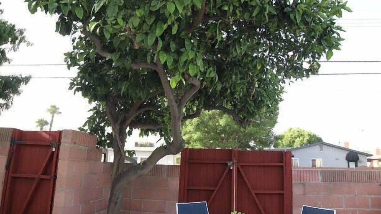 Photo of Others in Fullerton