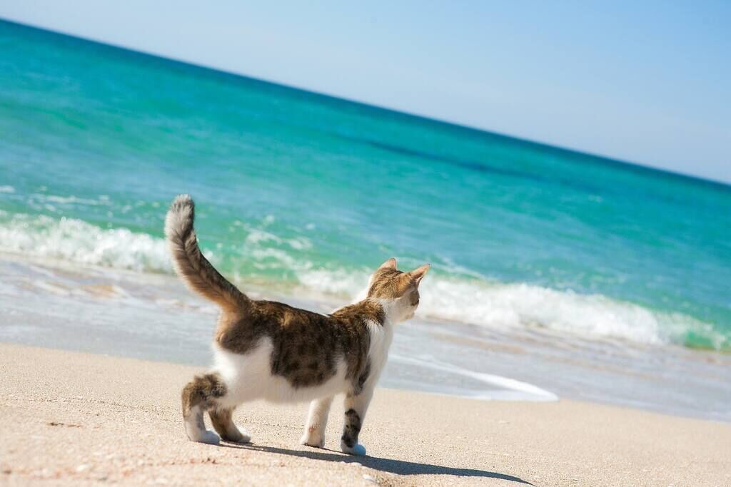 Photo of Others in Belmont Shore