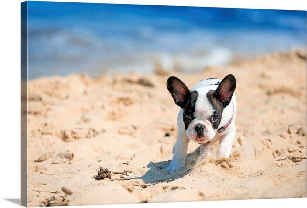 Photo of Others in Belmont Shore