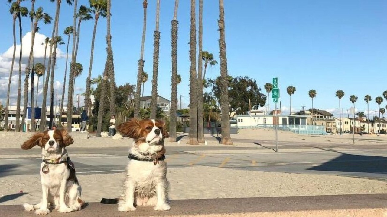 Photo of Others in Belmont Shore