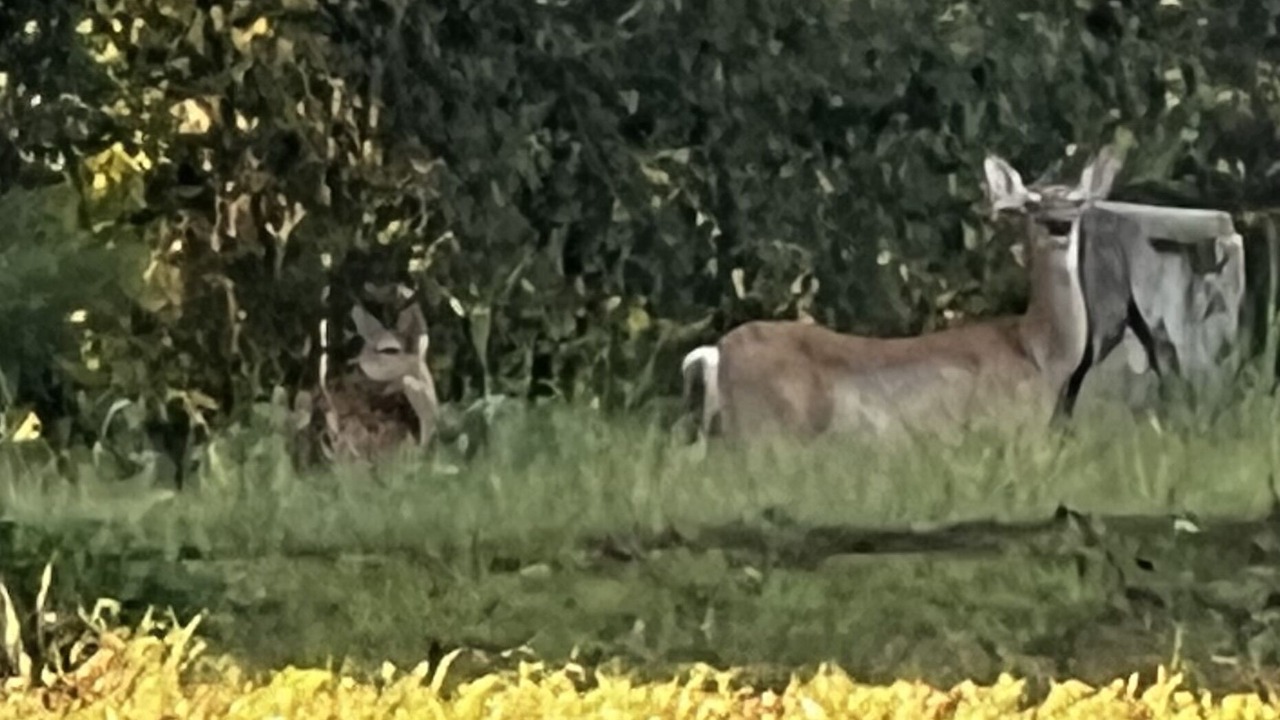 Photo of Outdoor in Duncanville