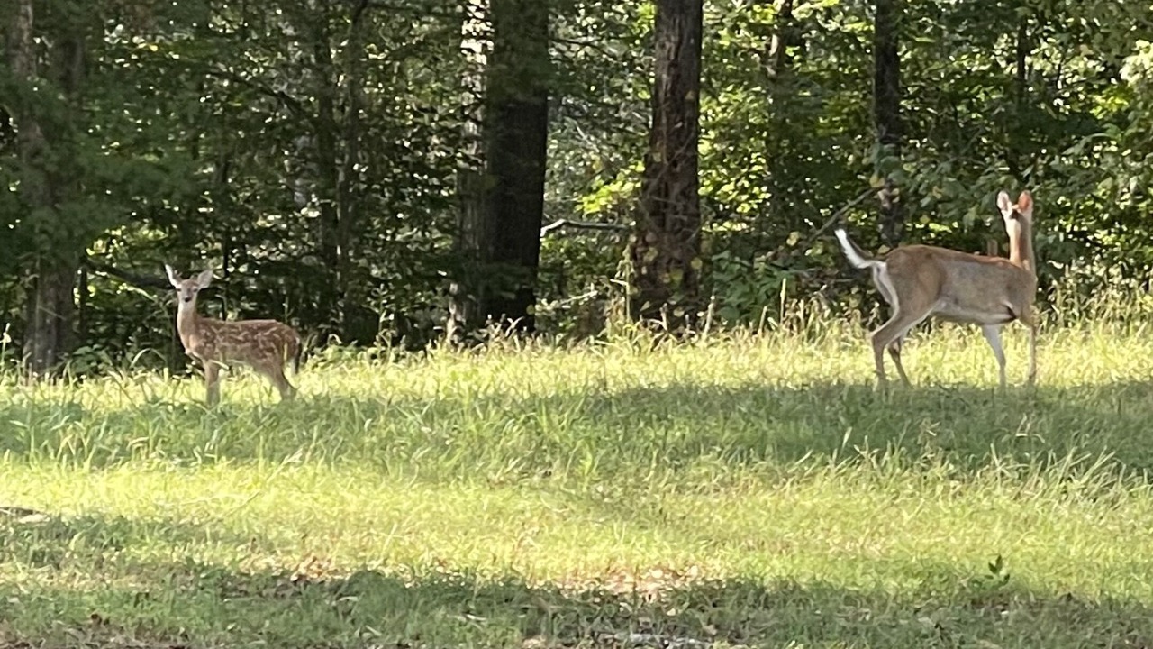Photo of Outdoor in Duncanville