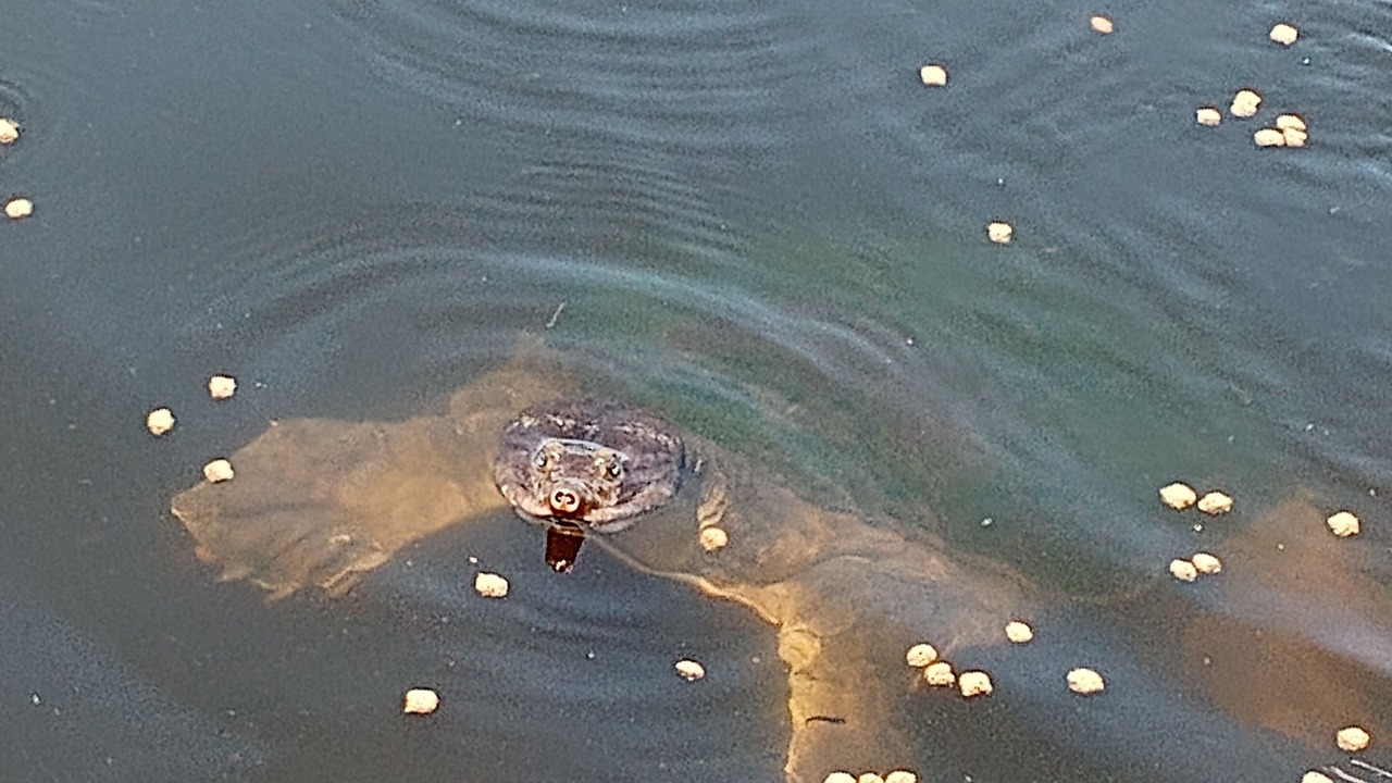 Photo of Outdoor in Florida South Atlantic Coast