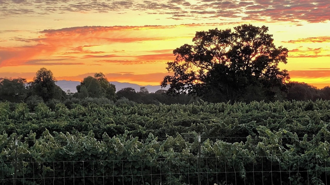 Photo of Others in Paso Robles
