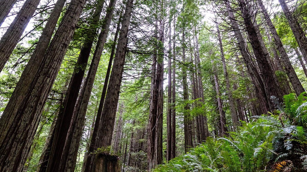Photo of Outdoor in Little River