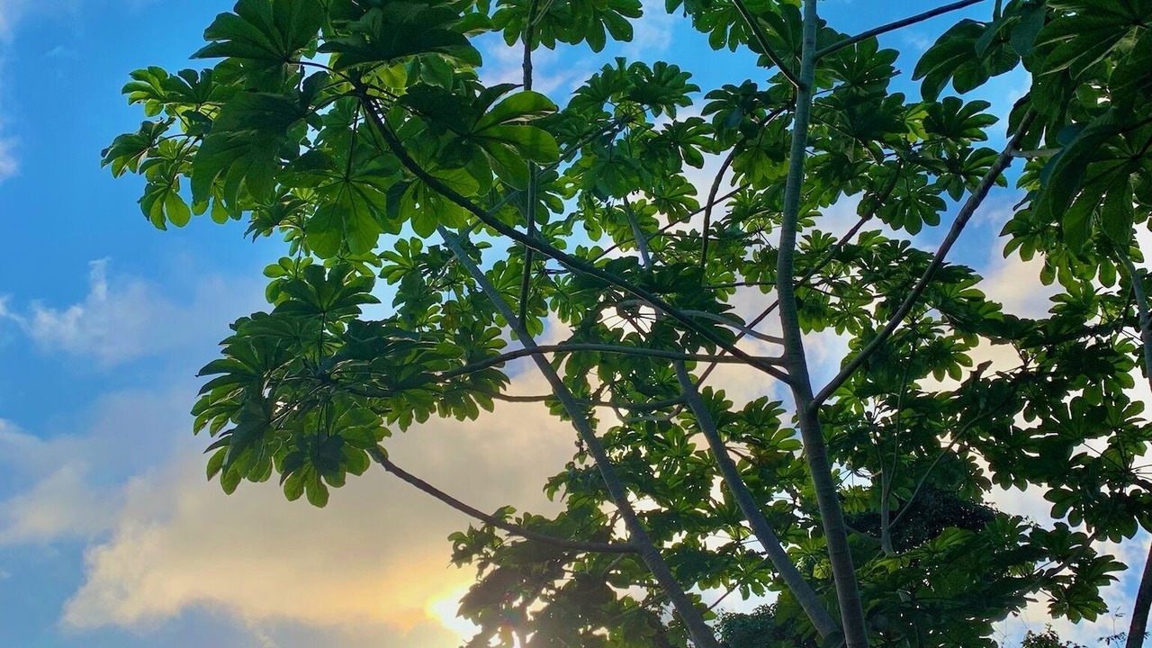 Photo of Outdoor in Maho Bay Quarter