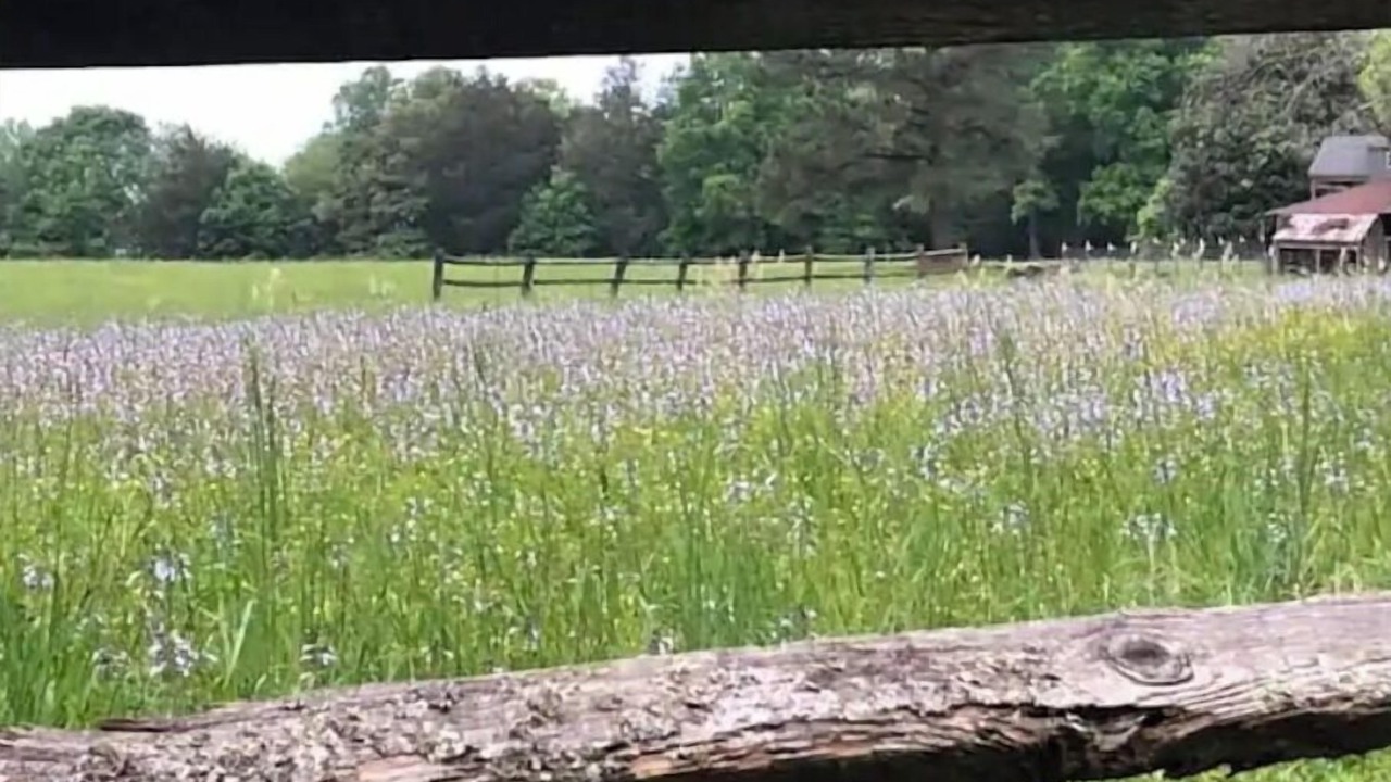 Photo of Outdoor in Forsyth County
