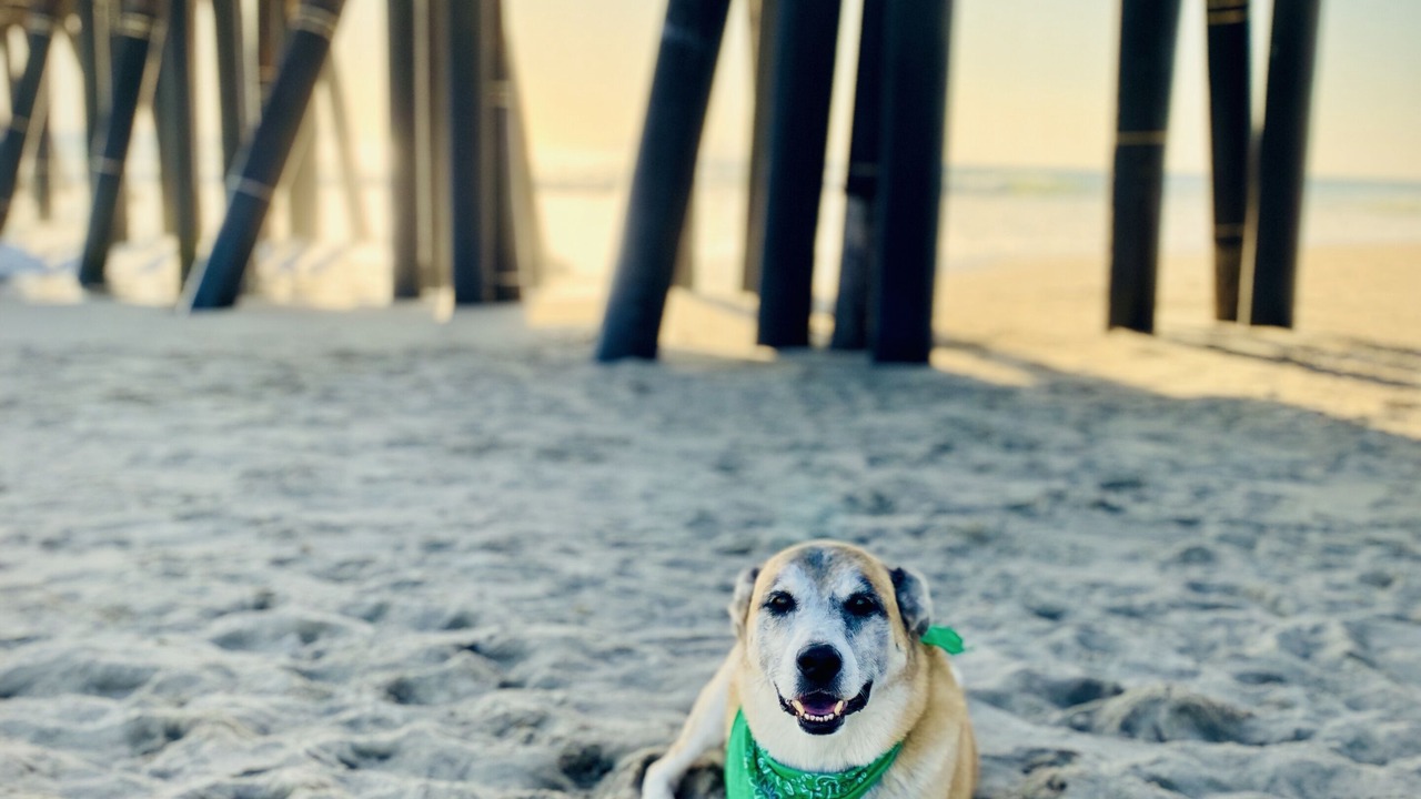 Photo of Others in Port Hueneme