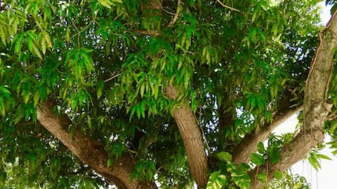 Photo of Outdoor in Coral Way