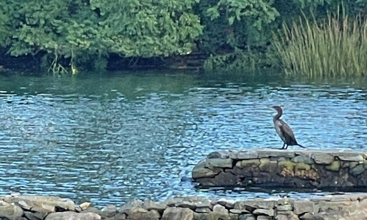 Photo of Others in Cove - East Side - Shippan