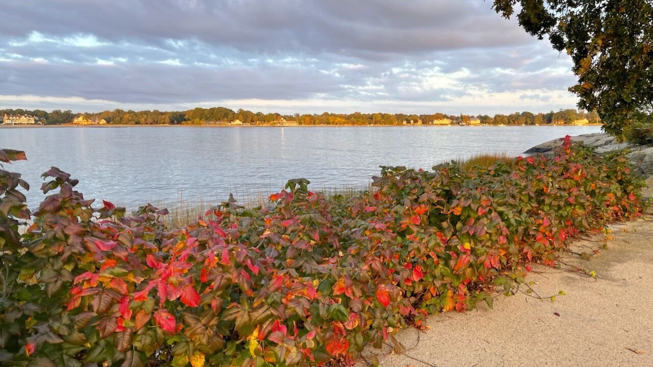 Photo of Outdoor in Cove - East Side - Shippan