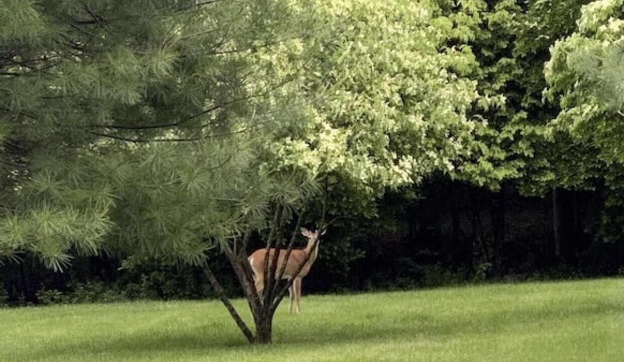 Photo of Others in Carmel