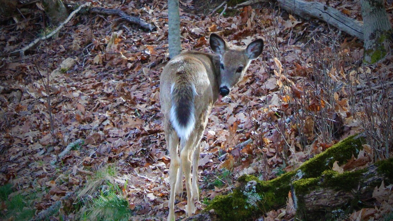 Photo of Others in Wolf Laurel