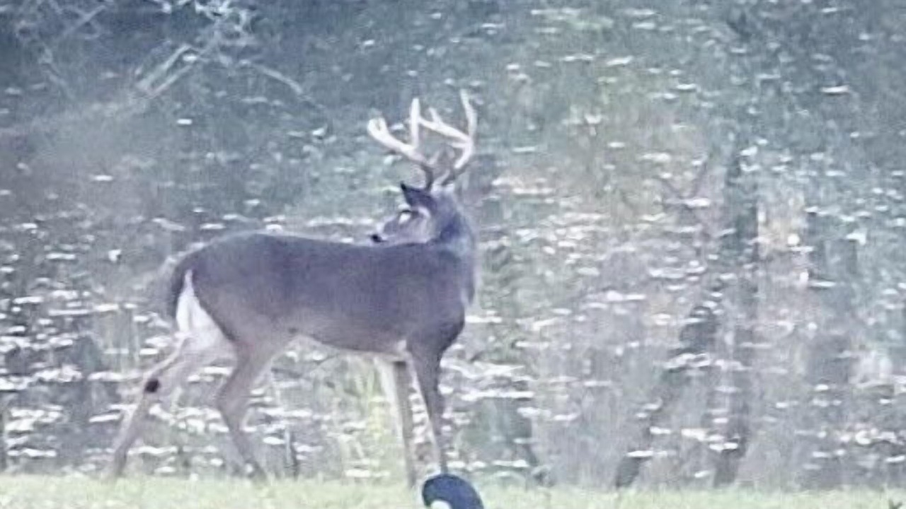 Photo of Others in Albemarle