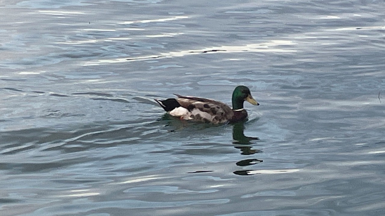 Photo of Others in North Rose