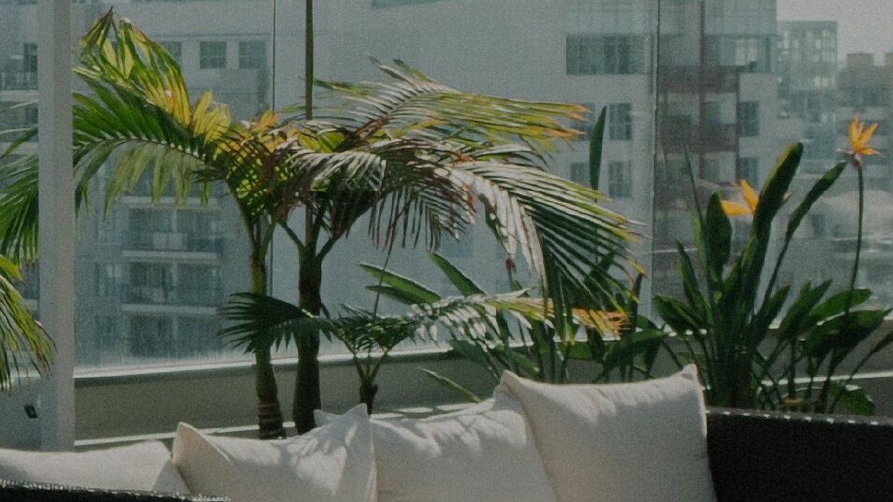 Photo of Outdoor in Palms