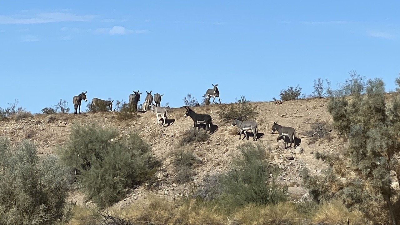 Photo of Others in Sunridge Estates