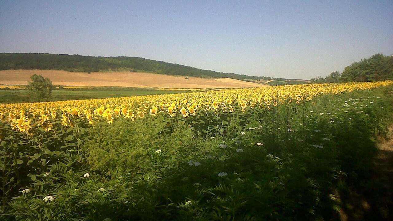 Photo of Others in Koppanyszanto