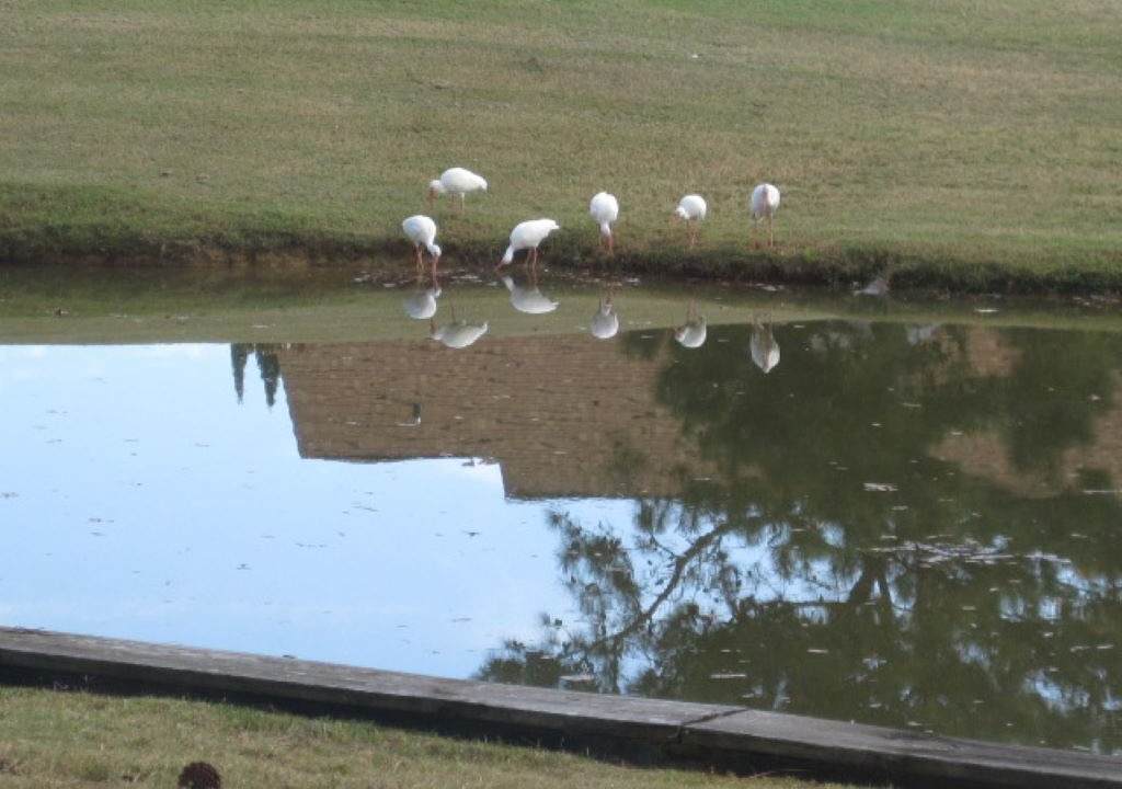 Photo of Others in Calabash