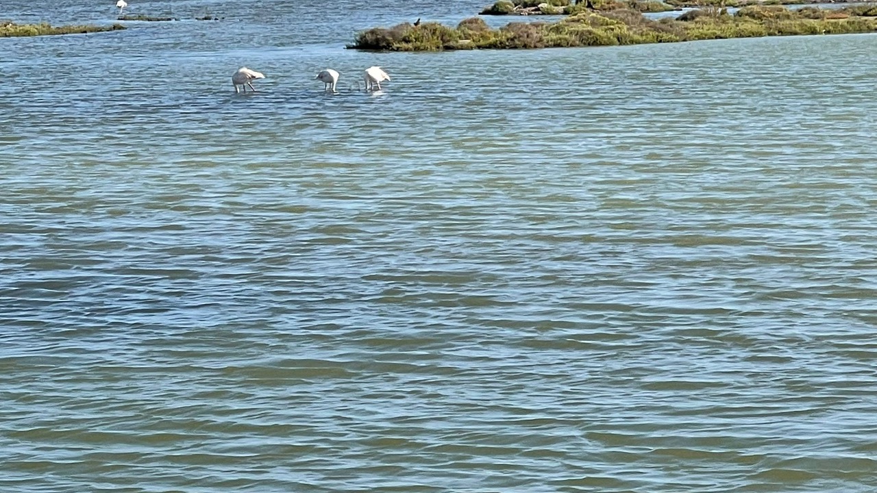 Photo of Others in L'Eucaliptus