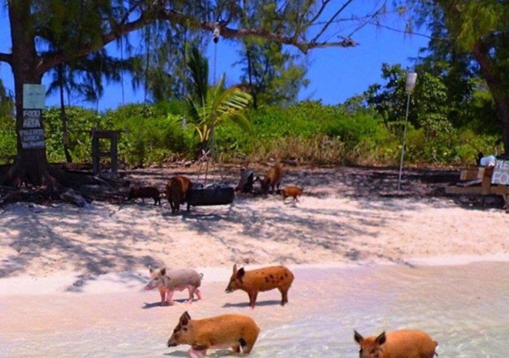Photo of Others in Green Turtle Cay