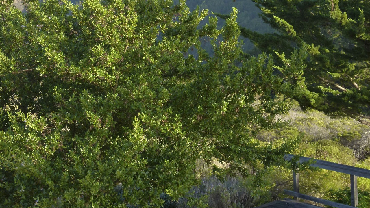 Photo of Outdoor in Big Sur