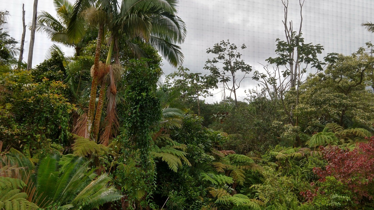 Photo of Others in Leilani Estates
