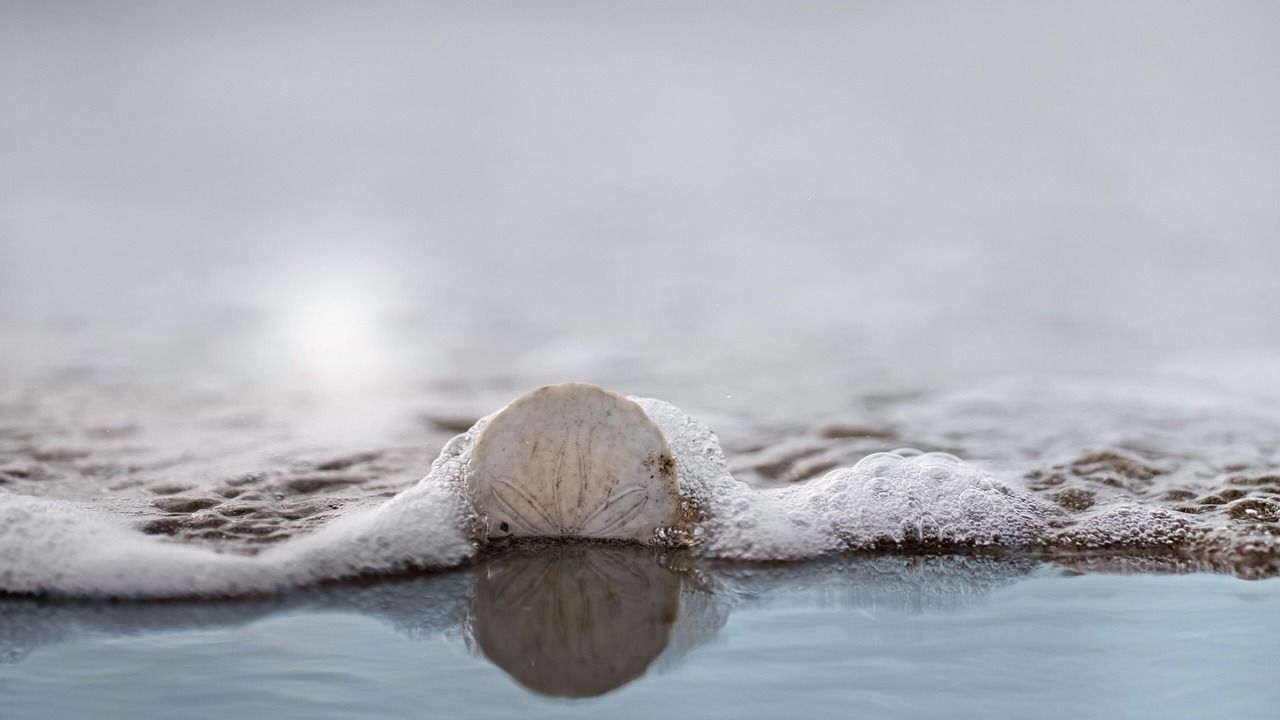 Photo of Others in Pajaro Dunes