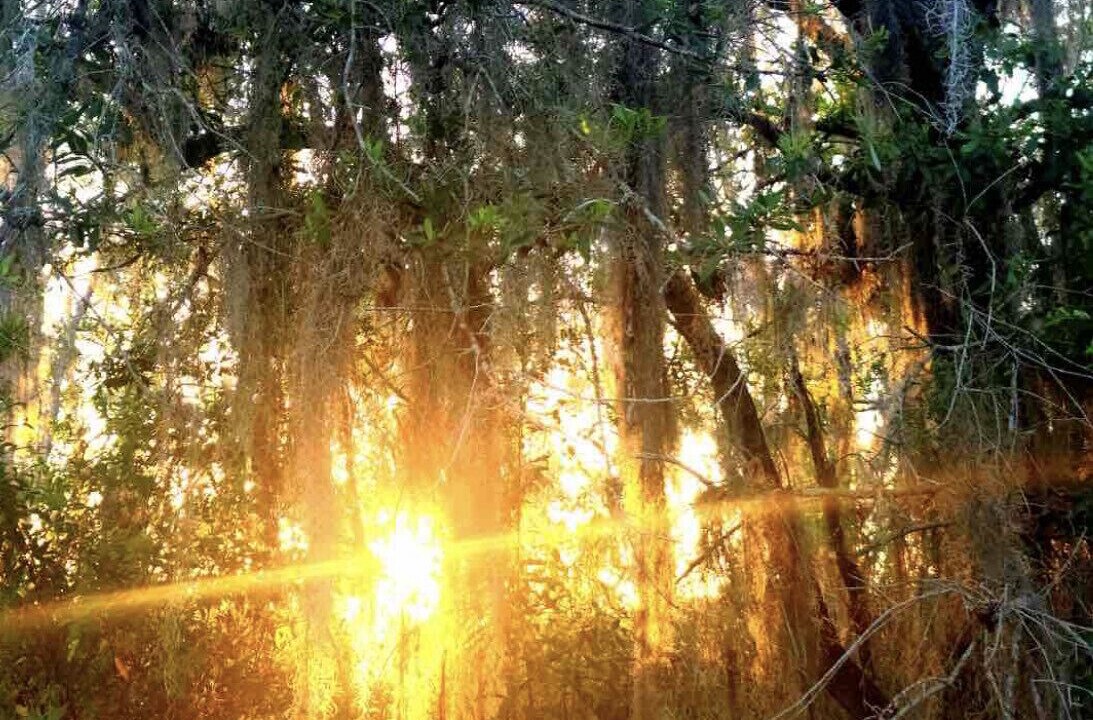 Photo of Outdoor in Wesley Chapel