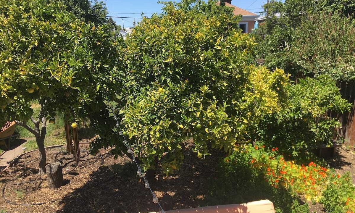 Photo of Outdoor in Southwest Berkeley
