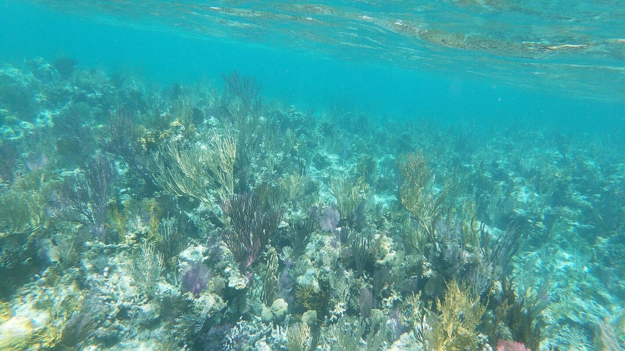 Photo of Outdoor in Morris Settlement