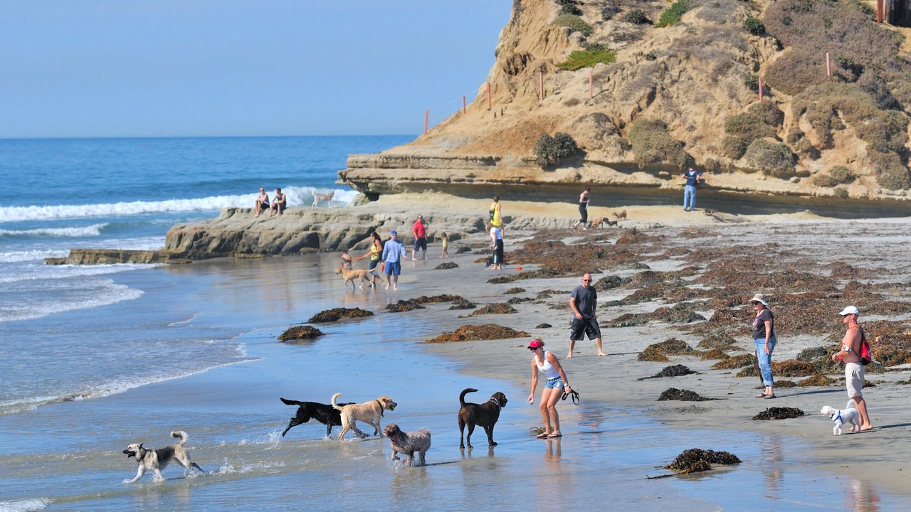 Photo of Others in Del Mar Heights