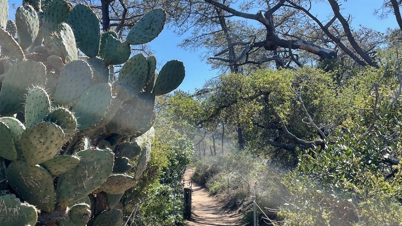 Photo of Others in Del Mar Heights