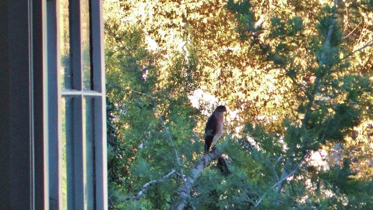 Photo of Others in Beachwood Canyon