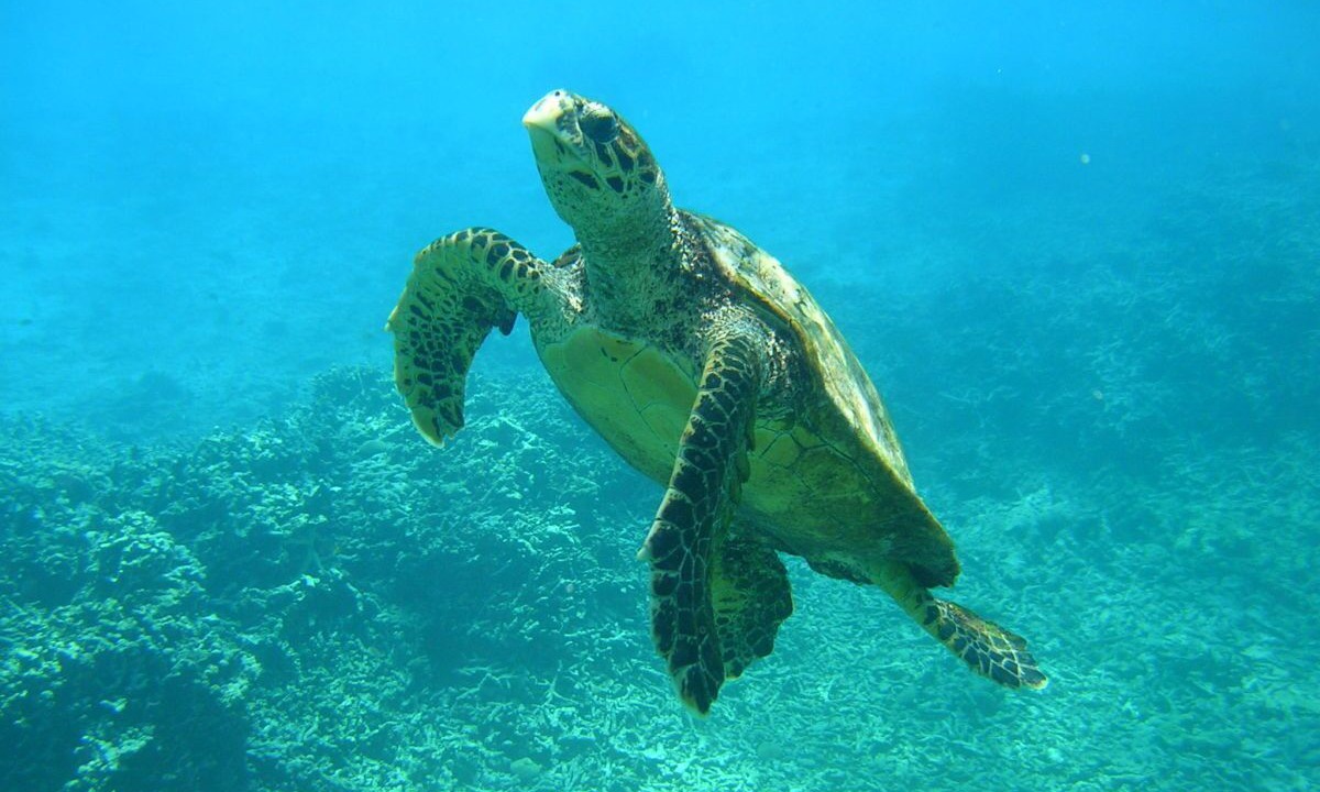 Photo of Others in Anse Boileau