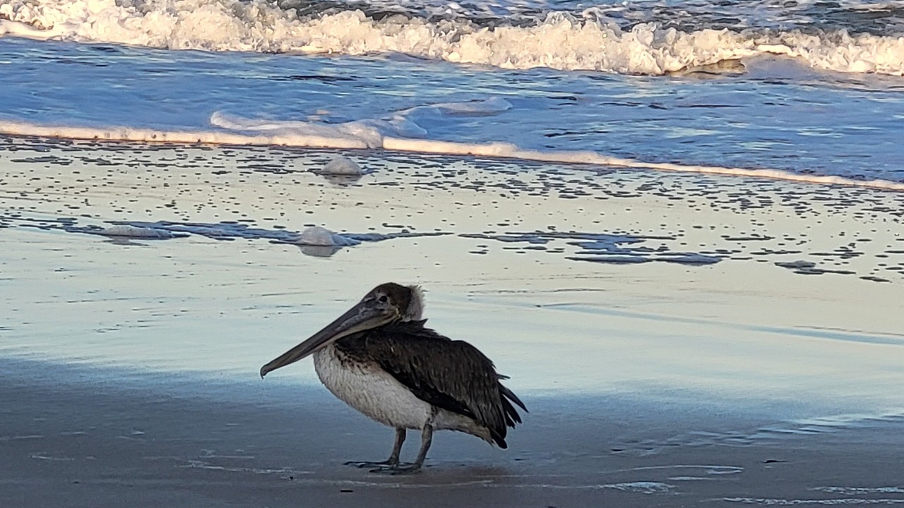 Photo of Others in Ormond-by-the-Sea