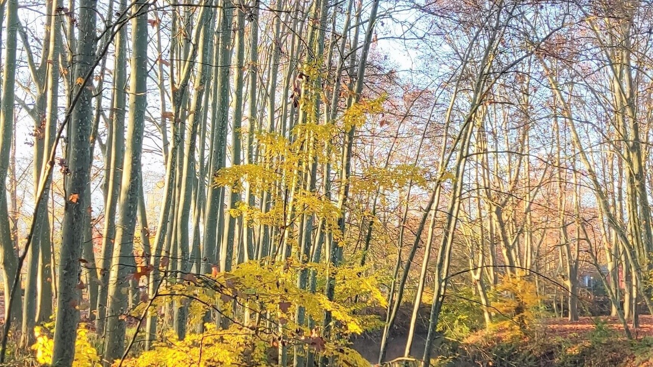 Photo of Outdoor in Olot