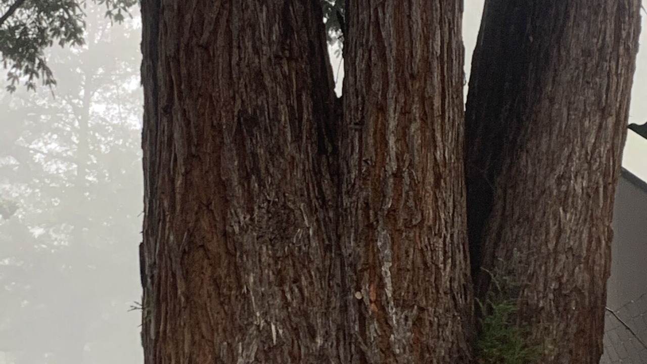 Photo of Others in Los Gatos