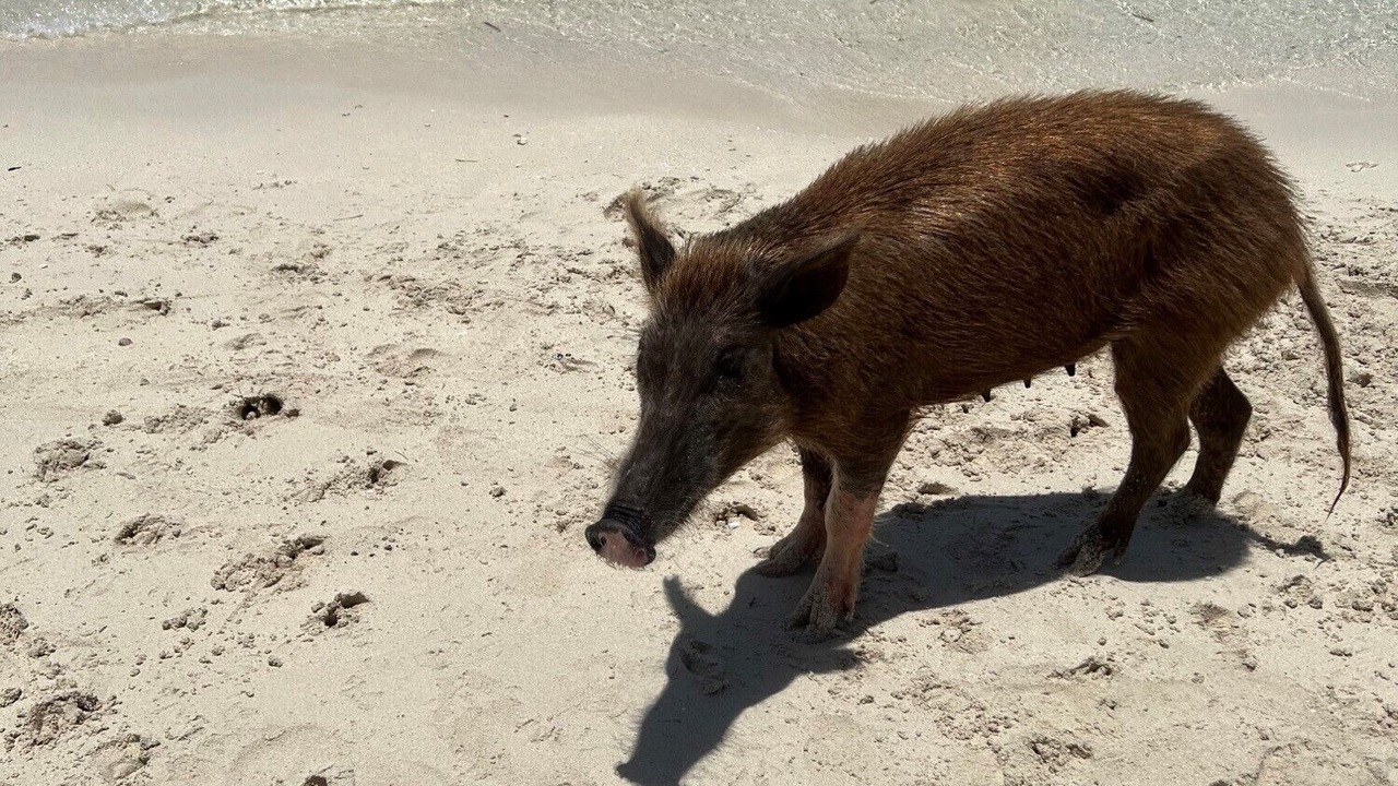 Photo of Others in Treasure Cay