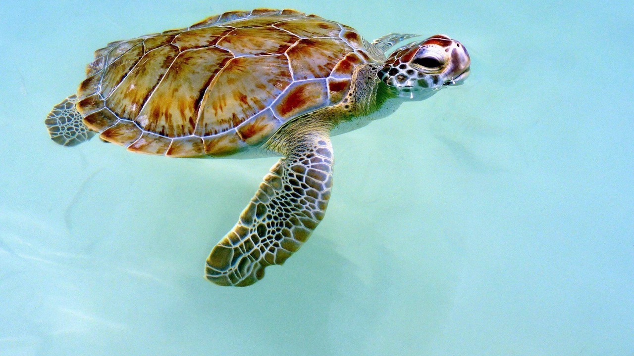 Photo of Others in Treasure Cay