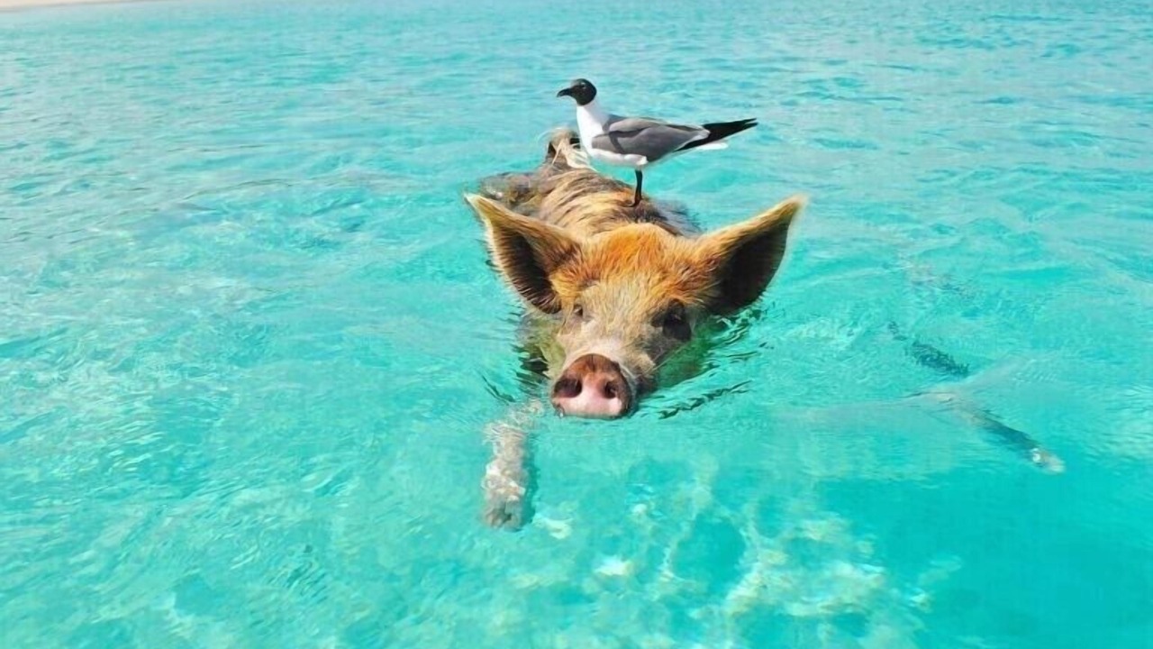 Photo of Others in Staniel Cay