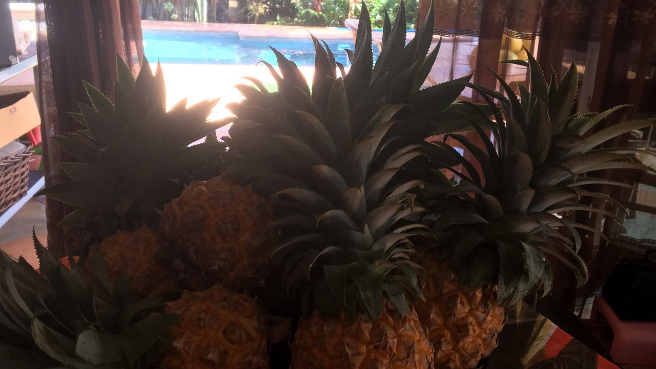 Photo of Outdoor in Paea