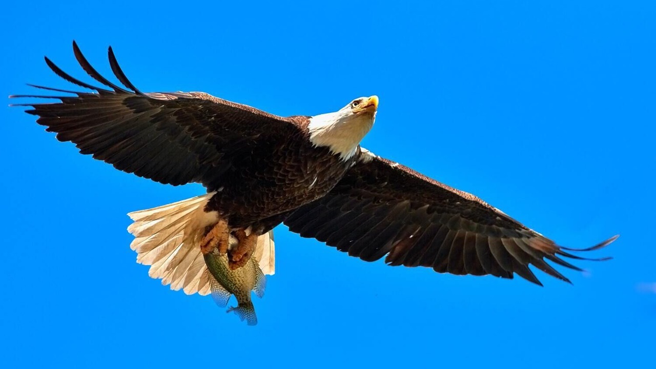 Photo of Others in Orange Lake