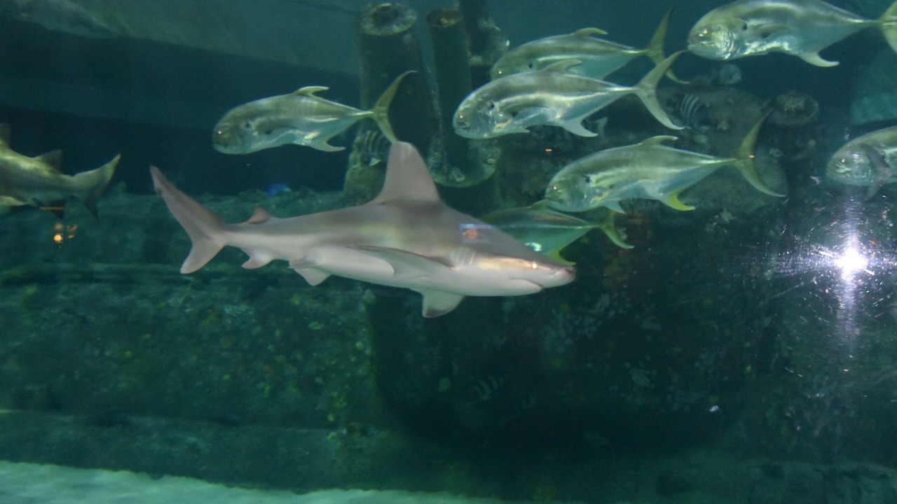 Photo of Others in Morehead City